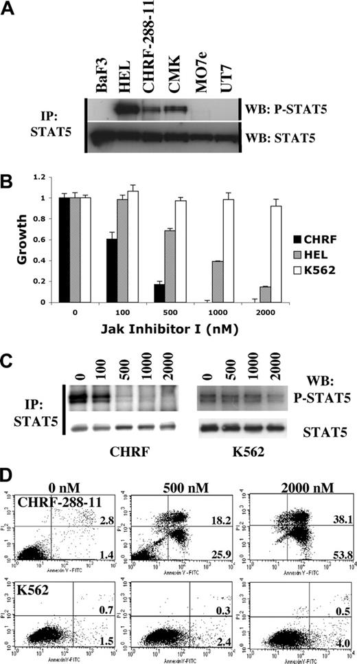 Figure 1. Constitutive STAT5 activation in AMKL cell lines and inhibitory effect of the JAK inhibitor I on CHRF-288-11 cells. (A) Constitutive phosphorylation of STAT5 in AMKL cell lines. (B) Dose-dependent growth inhibition of CHRF-288-11 and HEL cells, but not K562 cells, with increasing concentrations of JAK inhibitor I. The MTT assay was performed at 72 hours. Mean value plus or minus SD of experiments performed in triplicate is represented. For each individual cell line, growth in the presence of an increasing amount of inhibitor was normalized to the vehicle control (0 nM) growth. (C) Inhibition of STAT5 phosphorylation by JAK inhibitor I in CHRF-288-11 cells but not in K562 cells. (D) Induction of apoptosis (annexin V+/PI- cells, bottom right quadrant) and cell death (annexin V+/PI+ cells, top right quadrant) in CHRF-288-11 cells treated by JAK inhibitor I, at 72 hours. Percentage of total population is indicated.
