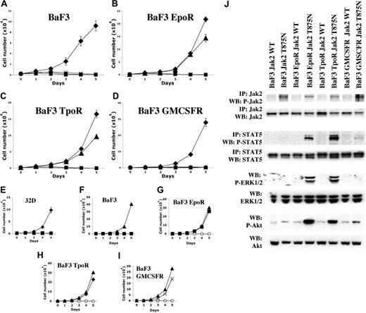 Figure 3. JAK2T875N induces constitutive signaling leading to growth factor independence. JAK2T875N induces IL-3-independent growth of EpoR- or TpoR-expressing Ba/F3 cells (B, C) but not parental Ba/F3 cells (A), GMCSFR-expressing Ba/F3 cells (D) or parental 32D cells (E). Three independent experiments, each in triplicate, were realized and the mean plus or minus SD of one representative experiment is shown: MIG empty vector control +IL-3 (♦), MIG empty vector control -IL-3 (▪), MIG JAK2T875N -IL-3 (▴), MIG JAK2WT -IL-3 (×). Controls for functional expression of the different cytokine receptors were obtained by growing Ba/F3 EpoR, Ba/F3 TpoR, and Ba/F3 GMCSFR, respectively, in presence of EPO (squares; G), Tpo (♦; H), GMCSF (×; I) or in absence of cytokine (○). Parental Ba/F3 cells proliferate only in the presence of IL-3 (▴; F). (J) Studies of Jak2, STAT5, ERK1/2, and AKT phosphorylation in the different Ba/F3 clones overexpressing JAK2WT or mutant JAK2T875N.