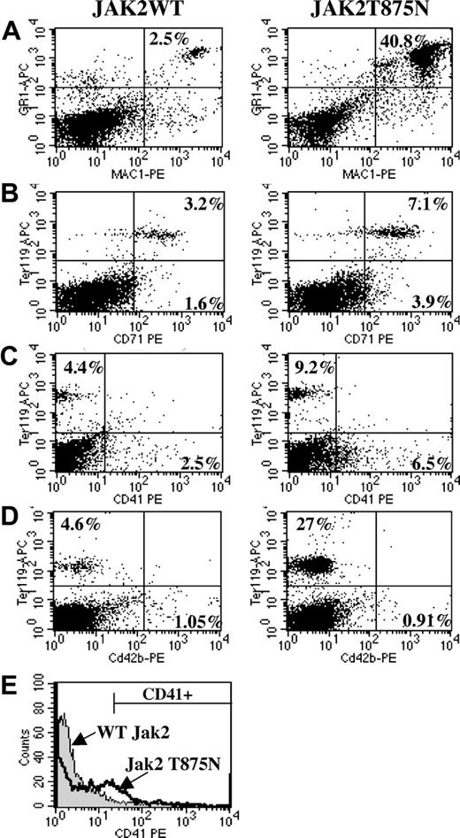 Figure 6. Flow cytometric analysis of animals that underwent transplantation with JAK2WT and JAK2T875N. Following red blood cell lysis, total spleen cells from JAK2WT or JAK2T875N animals were analyzed by flow cytometry for expression of several lineage cell surface markers. Compared with cells from animals that underwent transplantation with JAK2WT, spleen cells from JAK2T875N mice exhibited significantly increased percentages of mature myeloid (A), erythroid (B), and megakaryocytic (C) elements. No increase in the percentage of CD42b-expressing cells was detected between JAK2WT and JAK2T875N animals (D). The increase in the number of CD41-expressing cells (megakaryocytes) in JAK2T875N mice was even more prominent when the analysis was performed on GFP-positive gated spleen cells (E).
