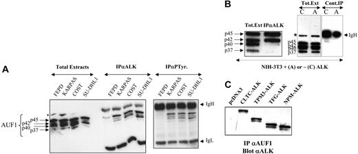 Figure 2. AUF1 and ALK are found in the same complex. (A) Total proteins (Total Extracts; 5 μg) extracted from NPM-ALK-negative FEPD and -positive Karpas 299, COST, and SU-DHL1 cells were run in parallel with proteins (200 μg) immunoprecipitated with anti-ALK1 (IPαALK) or antiphosphotyrosine (IPαP-Tyr) antibody. The membranes were probed with the anti-AUF1 monoclonal antibody, revealing the presence of different AUF1 isoforms contained in the NPM-ALK complex or linked to phosphotyrosine-containing proteins. IgH and IgL indicate the migration of the heavy and light chains of Ig, respectively. The asterisk indicates a nonspecific protein cross-reacting with the anti-AUF1 monoclonal antibody. (B) Total proteins (Tot. Ext; 5 μg) extracted from NPM-ALK-expressing NIH3T3 cells were run in parallel with proteins (400 μg) immunoprecipitated with anti-ALKc (IPαALK). Control experiments were also performed using NMP-ALK-expressing (“A”) or control cells (“C”) to test for nonspecific AUF1 binding to the IgG1-Sepharose A column (Cont.IP). IgH and asterisk as in panel A. (C) Proteins (400 μg) extracted from NIH3T3 cells stably transfected either with the empty pcDNA3 vector or with different X-ALK fusion cDNAs, as indicated, were immunoprecipitated with monoclonal anti-AUF1 antibody. The presence of ALK protein in the IP was revealed by Western blot analysis using anti-ALK (ALKc) antibody.
