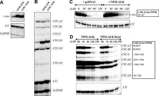 Figure 5. Increased stability of c-myc and cyclin mRNAs in ALK-expressing cells. (A-B) Total RNAs were extracted from control (pcDNA3) (-), NPM-ALK-, or ATIC-ALK-expressing NIH3T3 cells and used in an RNAse protection assay to compare levels of expression of c-myc and cyclin mRNAs. c-myc riboprobe (A) or cyclin multiprobe template set (B) were used simultaneously with L32 and GAPDH riboprobes, which served as controls for RNA loading. (C-D) Actinomycin D was added at 0 time to control (pcDNA3 or NPM-ALK Dead) or NPM-ALK-expressing NIH3T3 cells. RNAse mapping analysis was performed as in panels A-B. c-myc and cyclin mRNA half-lives in control (Cont.: pcDNA3 or NPM-ALK Dead) and NPM-ALK-expressing cells were calculated from RNAse protection assay data shown in panels C-D. > 24 hours means that the mRNA half-life exceeds 24 hours but could not be calculated precisely, because of the extensive cell death that occurred after this time point.