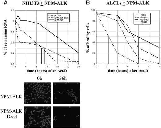 Figure 6. NPM-ALK expression protects cells from death. (A) Schematic representation of cell survival after actinomycin D treatment in control (pcDNA3 or NPM-ALK dead) or NPM-ALK-transfected NIH3T3 cells. Total RNA was extracted at different times after ActD treatment (1, 2, 4, 8, 10, 15, and 24 hours), quantified, and expressed relative to the amount of RNA found in untreated (0 hours) cells, arbitrarily expressed as 1. The vertical bars indicate the time at which 50% of the starting amount of RNA was recovered in the different cell lines (10 hours in control cells, 22 hours in NPM-ALK-expressing cells). The cells were also fixed and stained with DAPI for counting and to determine their viability. Shown are representative images of NIH3T3 cells expressing NPM-ALK or the mutated dead variant 0 hours and 36 hours after ActD. (B) At different times after ActD treatment, the different ALCL-derived cell lines were stained with trypan blue and counted in a hematocytometer. The ratios between healthy and dead cells were determined.