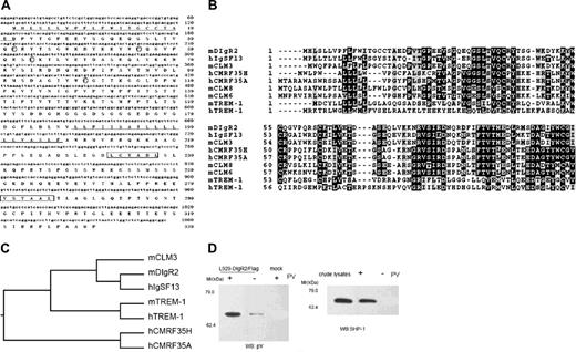 Figure 1. DIgR2 is a member of the Ig superfamily containing ITIMs. (A) Sequences of nucleotides and deduced amino acids of DIgR2. Lines indicate signal and transmembrane sequence. The ITIM is boxed, and circled cysteines in the stalk region may allow homodimerization/heterodimerization through disulfide bridge. (B) Alignment of the amino acid sequence of DIgR2 with the most homologous human or mouse sequences. Identical amino acids are outlined in black and conservative substitutions are shaded. (C) Phylogenetic tree of the IgV of murine DIgR2 and related human and mouse sequences. (D) DIgR2 associates with SHP-1 in pervanadate-treated cells. L929 cells transiently transfected with DIgR2/Flag expression vector were pretreated with or without pervanadate (PV), then digitonin lysates of the cells were incubated with anti-Flag M2-agarose beads, and precipitates were subjected to Western blot (WB) analysis with antiphosphotyrosine (anti-pY; left) or anti-SHP-1 (right). Data represent 1 of 3 independent experiments.