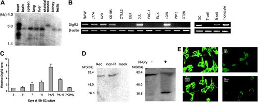 Figure 2. DIgR2 is a membrane receptor preferentially expressed by APCs. (A) Northern blots showing the expression of several DIgR2 transcripts in immune and nonimmune tissues. (B) RT-PCR analysis of various mouse cell lines (left) and freshly isolated cells (right) demonstrating restricted expression of DIgR2 in B cells and myeloid cells. (C) Quantitative RT-PCR (Q-RT-PCR) analysis of DIgR2 levels during BM-DC culture. The relative expression of DIgR2 mRNA in the cultured cells was determined daily by real-time quantitative PCR. On day 7 of the culture, the relative expression of DIgR2 mRNA in the cells cultured with LPS, IL-10, and CD40L was also determined in triplicate. DIgR2 levels were normalized to the cells of the third-day culture. Error bars indicate SE. (D) DIgR2 is a cell-surface monomeric glycoprotein. Lysates of DIgR2-transfected NIH/3T3 cells were treated in nonreducing or reducing conditions (left) or with N-glycosidase F in reducing conditions (right) and were then subjected to SDS-PAGE and blotted with anti-DIgR2 polyclonal antibody. (E) DIgR2 is expressed as a transmembrane protein. NIH/3T3 cells transfected with DIgR2 expression vector were stained with anti-DIgR2 polyclonal antibody (i) or purified rabbit serum (ii); NIH/3T3 cells transfected with CD54 were stained with anti-CD54 mAb (iii), and NIH/3T3 cells transfected with pcDNA3.1 were stained with anti-DIgR2 polyclonal antibody (iv). All of these transfectants were then counter stained with FITC-conjugated goat antirabbit or goat antimouse antibody and analyzed by fluorescence confocal microscopy. Data shown are representative of 2 independent experiments. Images were visualized using a Leica DMIRE2 microscope and a Leica 506140 40×/0.85 numeric aperture objective. Images were captured using a Leica DMIRE2 camera and Leica confocal software version 2.61.