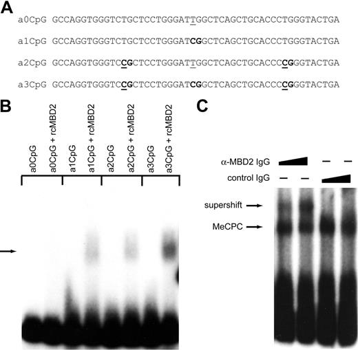 Figure 1. The chicken homolog of MBD2 is a bona fide methyl-CpG-binding protein and is a component of the MeCPC. (A) DNA sequences of the 50-bp probes used for EMSA with cMBD2. The sequence is derived from the first exon of the ρ-globin gene. The unmodified sequence contains 1 CpG (a1CpG). The sequence was modified to contain no CpGs (a0CpG), 2 CpGs (a2CpG), and 3 CpGs (a3CpG). All CpGs are indicated in bold. Bases that have been mutated compared with the wild-type ρ-globin gene are underlined. (B) cMBD2 is a bona fide MCBP in vitro. The probes a0CpG, a1CpG, a2CpG, and a3CpG were methylated and incubated with recombinant cMBD2. The binding reactions were subjected to EMSA. cMBD2 forms a complex (indicated by the arrow) with the probes containing methyl-CpGs. (C) Anti-cMBD2 antibodies supershift the MeCPC. Inclusion of V2 anti-cMBD2 IgG, but not control IgG, retarded the mobility of the MeCPC complex (supershift) during EMSA.