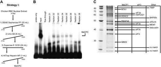 Figure 2. Identification of components of the MeCPC purified from primary erythroid cells. (A) Chromatographic scheme (strategy I) used to purify the MeCPC from primary erythroid cells. The fractions eluted from each column were assayed for MeCPC activity by EMSA using the M-ρ248 probe. (B) EMSA on the eluted fractions from the final column of MeCPC purification strategy I (Heparin Sepharose HP) using the M-ρ248 probe. The MeCPC elutes in fractions 32 through 36. After 4 column chromatography steps the complex remains intact. (C, left) Sypro Ruby-stained protein gel containing 15 μg purified MeCPC. The identity of the bands was determined by matrix-assisted laser desorption/ionization time-of-flight (MALDI-TOF) mass spectrometry followed by peptide mass fingerprint data analysis. The molecular mass of markers in kDa is indicated. (Right) Identities of the bands in the gel. Proteins are grouped into columns based on the complex the protein has previously been associated with (MeCP1, eIF3, or Other). Four components of the MeCP1 complex were identified in the purified MeCPC sample: MBD2, RBAP48, HDAC2, and MTA1. Four components of the eIF3 complex as well as an associated protein were identified: eIF3i, eIF3h, eIF3e, eIF3d, and HSPC021. Five additional proteins were identified: β-actin, MENT, p50unk, BAF60b, and FMIP. The identity of the 2 smallest proteins in the gel could not be established.