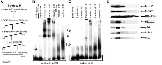 Figure 3. Putative components of the MeCPC copurify from a Superose 6 gel-filtration column. (A) The second chromatographic scheme (strategy II) was used to purify the MeCPC from primary erythroid cells. The fractions eluted from each column were assayed for MeCPC activity by EMSA using the M-ρ248 probe. (B) EMSA on the high molecular weight fractions from the final column of MeCPC purification strategy II (Superose 6) using the methylated M-ρ248 probe. The MeCPC elutes primarily in fractions 8 through 15 in a molecular weight range of 670 to 2000 kDa. The position of the MeCPC is indicated as “M,” the slower-migrating supercomplex as “Sup,” and the faster-migrating subcomplex as “Sub.” Although the exact composition of the supercomplex is unknown, we hypothesize that the subcomplex results from cleavage of MeCPC component proteins during biochemical purification. (C) EMSA on the high molecular weight fractions from the final column of MeCPC purification strategy II (Superose 6) using the unmethylated ρ248 probe. Both the MeCPC and the supercomplex fail to retard the mobility of an unmethylated probe. In contrast, the subcomplex is able to retard the ρ248 probe (fractions 18 and 19). (D) Western blot analysis of the high molecular weight fractions from the Superose 6 gel-filtration column. The antibody used for each blot is indicated at the right. The putative MeCPC components MBD2, RBAP48, HDAC2, p66, MTA1, and Mi2 copurify from the column. In addition, the erythroid-specific heterochromatin protein MENT also copurifies with the MeCPC factors.