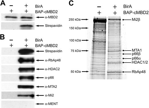 Figure 4. cMBD2 affinity copurifies the other components of the MeCP1 complex. (A) Western blot analysis of cMBD2 and streptavidin expression in 6C2 cells containing the BAP-cMBD2 construct with or without the biotin ligase BirA. Equal expression of cMBD2 is seen in BirA- and BirA+ BAP-cMBD2 6C2 cells, whereas biotinylation of cMBD2 only occurs in the BirA+ cells. (B) Western blot analysis of the eluate from cMBD2 pull-down experiments in BAP-cMBD2 6C2 cells. Abundant biotinylated cMBD2 as well as the major components of the MeCP1 complex are seen in the eluate from pull-down assays performed using BirA+ BAP-cMBD2 6C2 cells as the input. In contrast, no biotinylated cMBD2 or any MeCP1 components are seen in the eluate from pull-down assays performed using BirA- BAP-cMBD2 6C2 cells as the input. (C) Sypro Ruby-stained protein gel of the eluate from cMBD2 pull-down experiments in BAP-cMBD2 6C2 cells. Interestingly, despite equal amounts of input protein, less protein elutes from streptavidin beads bound to BirA+ BAP-cMBD2 6C2 cell nuclear extract. The identities of bands in the gel were determined by tandem-mass spectrometry on excised and trypsin-digested bands. The identities of the indicated bands are listed on the right. At least 2 experimentally derived peptides were required for protein identification.