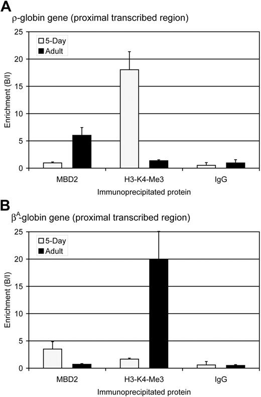 Figure 5. MBD2 occupancy inversely correlates with transcription and histone H3-lysine 4-trimethylation (H3-K4-Me3) at the ρ- and βA-globin genes. (A) Enrichment for MBD2, H3-K4-Me3, and IgG at the ρ-globin gene in 5-day () and adult (▪) erythrocytes as determined by ChIP assay. The data show that MBD2 is depleted from the transcriptionally active ρ-globin gene in 5-day erythrocytes but enriched at the transcriptionally inactive and methylated ρ-globin gene in adult erythrocytes. In contrast, H3-K4-Me3 is enriched at the transcriptionally active ρ-globin gene and depleted at the transcriptionally inactive gene. No enrichment was seen using anti-rabbit IgG in either 5-day or adult erythrocytes, verifying the interaction of these specific proteins with the ρ-globin gene. The data represent the average of 3 independent experiments, with the SD indicated by the bar. (B) Enrichment for MBD2, H3-K4-Me3, and IgG at the βA-globin gene in 5-day () and adult (▪) erythrocytes as determined by ChIP assay. The data show that MBD2 is enriched at the transcriptionally inactive and methylated βA-globin gene in 5-day erythrocytes but depleted from the transcriptionally active βA-globin gene in adult erythrocytes. Once again, H3-K4-Me3 is depleted from the transcriptionally inactive βA-globin gene and enriched at the transcriptionally active gene. No enrichment was seen using anti-rabbit IgG in either 5-day or adult erythrocytes, verifying the interaction of these specific proteins with the βA-globin gene. The data represent the average of 3 independent experiments, with the SD indicated by the bar.