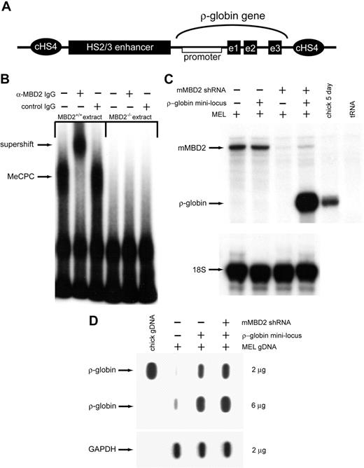 Figure 6. MBD2 is a critical component of the MeCPC in primary mouse splenocytes and MEL-ρ cells. (A) Graphic depiction of the ρ-globin mini-locus introduced into MEL cells. The locus contains (1) a 4.5-kb ρ-globin genomic sequence, (2) a 4-kb chicken LCR enhancer element (HSS2 and HSS3), and (3) 5′ and 3′ cHS4 insulator elements that surround the gene and enhancer. A 2.5-kb fragment of the ρ-globin genomic sequence extending from 248 bp upstream to 2.2 kb downstream of the cap site was excised, in vitro methylated, and religated prior to transfection into MEL cells. In this way the ρ-globin gene is methylated at the same sites as the endogenous gene in chicken adult erythroid cells. (B) EMSA performed with 20 μg nuclear extract from primary mouse splenocytes. Extracts derived from spleens of MBD2+/+ mice form the MeCPC and can be supershifted by the addition of anti-mMBD2 IgG but not control IgG. In contrast, extracts derived from the spleens of MBD2-/- mice do not form a complex on the M-ρ248 probe. (C) RNase protection assay analyzing expression of ρ-globin, mMBD2, and 18S RNAs in MEL-ρ cells treated with shRNAs targeting mMBD2. Significant knock-down of mMBD2 expression is seen in MEL-ρ cells containing shRNA-expressing plasmids that target mMBD2, as compared with control cells (lanes 3 and 4 as compared with lanes 1 and 2). No ρ-globin expression is seen in MEL-ρ cells with wild-type MBD2 expression (lane 2). In contrast, robust ρ-globin expression is seen in MEL-ρ cells in which mMBD2 expression has been knocked down by shRNA (lane 4). Loading of RNA for all MEL samples was equal, as shown by equal amounts of 18S RNA present in the samples. This datum indicates that MBD2 is functionally required for full transcriptional silencing of the methylated ρ-globin gene. (D) Slot blots performed with genomic DNA from wild-type MEL or MEL-ρ cells that contain a stably integrated ρ-globin mini-locus. Genomic DNA from MEL-ρ cells contains ρ-globin gene sequences, whereas wild-type MEL cells display only background hybridization. A 2-fold difference in copy number is observed between mMBD2+ MEL-ρ and mMBD2- knock-down MEL-ρ cells. In contrast, a similar amount of endogenous mouse GAPDH gene sequences is seen in all 3 samples, demonstrating equal DNA loading. Chicken genomic DNA was used as a positive control for the ρ-globin probe.