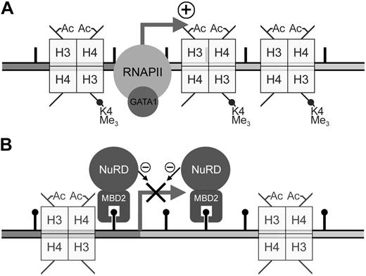Figure 7. Model for the developmental regulation of ρ-globin transcription in chicken erythrocytes. (A) In embryonic day 4 primitive chicken erythrocytes, robust expression of the ρ-globin gene is seen. The presence of positively-acting trans factors such as GATA1 recruits RNA polymerase (RNAPII) and drives high levels of transcription from the unmethylated ρ-globin gene. Histones throughout the gene exhibit high levels of transcriptionally active modifications, such as trimethylation of H3-K4 as well as H3 and H4 acetylation. (B) No transcription of the ρ-globin gene is seen in adult definitive chicken erythrocytes. In these cells there is dense methylation at the promoter, ρ-PTR, and downstream regions of the gene. In this work we have shown that cMBD2 binds to the methylated ρ-globin gene in adult cells. Because cMBD2 can affinity copurify the other components of the MeCPC complex in vivo, it is likely that MBD2 recruits these components to the methylated ρ-globin gene. Indeed, we show that MBD2 and MTA2 occupy the methylated gene in MEL-ρ cells. The complex maintains transcriptional inactivity by remodeling chromatin into a nonpermissive configuration. Coincident with this loss of transcriptional activity is the loss of trimethylation of H3-K4.