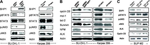 Figure 2. SHP1 expression and down-regulation of the JAK3/STAT3 pathway. (A) SHP1 expression induced down-regulation of the JAK3/STAT3 signaling pathway in SU-DHL-1 and Karpas 299 cells. SU-DHL1 cells transfected with pIRES2-EGFP or pIRES2-EGFP-SHP1 were sorted using flow cytometry and subjected to Western blot analysis 24 hours after gene transfection. The results showed substantial decreases in the protein expression of pSTAT3, pJAK3, and JAK3. In contrast, there were relatively few changes in the protein level of STAT3 between the 2 samples. Karpas 299 cells were transfected with pCI (empty vector) and pCI-SHP1, and subjected to Western blot analysis 24 hours after gene transfection. Similar to the SU-DHL-1 cells, Karpas 299 cells showed down-regulation of the JAK3/STAT3 signaling. (B) Modulation of STAT3 downstream targets as well as NPM-ALK in Karpas 299 and SU-DHL-1 cells after SHP1 gene transfection. SHP1 expression in Karpas 299 and SU-DHL-1 cells induced similar changes in the STAT3 downstream targets including bcl-2, mcl-1, and cyclin D3. Survivin was only slightly down-regulated. The protein level of NPM-ALK was also decreased. Cell lysates were prepared 24 hours after gene transfection. Cells transfected with pCI empty vector and pIRES2-EGFP served as negative controls for Karpas 299 and SU-DHL-1 cells, respectively. (C) Blockade of SHP1 expression using siRNA in SUP-M2. Inhibition of SHP1 in SU-DHL-1 cells using siRNA induced down-regulation of the expression of SHP1, with 200 pM more effective than 100 pM. There were increases in the expression of pSTAT3, pJAK3, JAK3, and NPM-ALK. One of the STAT3 downstream targets, cyclin D3, was also up-regulated. SUP-M2 cells transfected with the sense SHP1 siRNA served as negative controls.