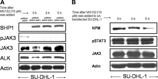 Figure 3. Effect of MG-132. (A) MG-132 reversed the decrease of NPM-ALK and pJAK3 induced by SHP1. SU-DHL1 cells were transfected with pIRES2-EGFP-SHP1 and sorted based on GFP expression by flow cytometry. MG132 was then added 24 hours after gene transfection. The reduction in the levels of JAK3 and NPM-ALK induced by SHP1 was completely reversed by MG132 at 3 to 5 hours after the addition of MG132 to the cell culture. Cells transfected with pIRES2-EGFP (sorted based on GFP expression) served as negative controls. (B) MG132 did not induce up-regulation of JAK3, pSTAT3, and NPM-ALK in nontransfected SU-DHL cells. In contrast with the SHP1-transfected SU-DHL-1 cells, nontransfected SU-DHL-1 cells treated with MG132 for 3 to 5 hours showed no increase in the protein levels of NPM-ALK, pSTAT3, and JAK3.