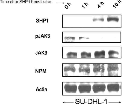 Figure 4. A time-course experiment illustrating that SHP1 dephosphorylated JAK3 independent of down-regulation of the total JAK3 protein. SHP1 slowly increased its protein levels within the first 10 hours after SHP1 gene transfection into SU-DHL-1 cells. A decrease in pJAK3 was detectable at 4 hours, at which time no significant changes in the expression of JAK3 and NPM-ALK were observed.