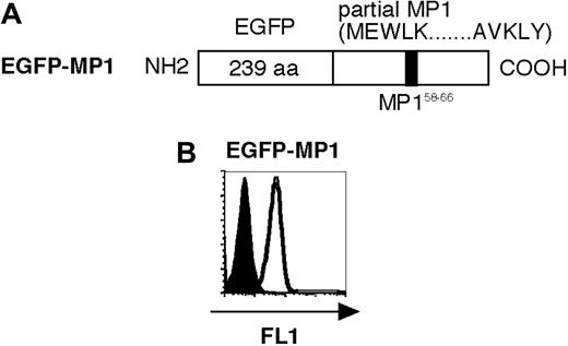 Figure 1. Structure and expression of transduced genes. (A) Primary structure of EGFP-MP1 is shown. The position of the A2-restricted antigenic peptide, MP158-66, is shown in the black box. (B) Expression of transduced EGFP-MP1 (open curve) was analyzed by flow cytometric analysis using the FL1 channel. Untransduced aAPCs were used as a control (filled curve).