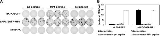 Figure 2. aAPC/MP1 can naturally process and present MP1 peptide via A2 on the cell surface in a proteasome-dependent way. (A-B) MP158-66-specific IFN-γ ELISPOT analysis. (A) MP158-66-specific CD8+ T cells were stimulated with aAPC/EGFP, aAPC/MP1, or without any APCs in the presence or absence of indicated peptides. (B) APCs were pretreated with lactacystin and acid to inhibit the processing and presentation of endogenous peptides. Then, IFN-γ ELISPOT was performed in the presence or absence of lactacystin. The results are expressed as mean ± SD.