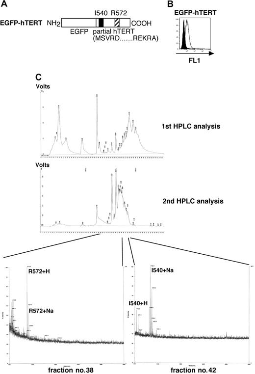 Figure 3. HPLC separation and mass spectrometric analysis of I540 and R572 peptides from the cell surface of aAPC/hTERT. (A) Primary structure of EGFP-hTERT is shown. (B) Expression of transduced EGFPTERT (open curve) was analyzed by flow cytometric analysis using the FL1 channel. Untransduced aAPCs were used as a control (filled curve). (C) Cell-surface peptides from aAPC/hTERT were acid stripped and separated by reverse-phase HPLC as described in “Materials and methods.” Peptide fractions were collected, subjected to mass spectral analysis, and fractions corresponding to those of synthetic I540 and R572 peptides were identified.