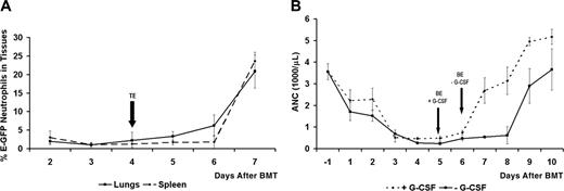 Figure 2. Neutrophil recovery in the tissues and in the circulation after BMT. (A) Neutrophil recovery in the tissues after BMT. This plot shows the mean percentage of E-GFP (percentage of total cells) donor neutrophils recovered in the spleen and the lungs of SV129/black recipient mice after BMT. Flow cytometry was used to determine the percentage of E-GFP neutrophils present in single-cell suspensions of the lungs and spleen of mice that received a transplant. Tissue neutrophil engraftment is defined by the day from which the numeric values of donor E-GFP neutrophil counts begin to rise steadily, reflecting the beginning of neutrophil recovery in the tissues after BMT. In this study, tissue engraftment (TE) in the lungs and spleen occurred, on average, on day 4 after BMT, on average 2 days earlier than in the blood circulation of mice that received a transplant not treated with G-CSF (see panel B). Data are shown as mean ± SD (3-12 mice per day after BMT). (B) Neutrophil recovery in the circulation, with and without G-CSF treatment after BMT. This plot shows the mean blood neutrophil counts over time (absolute neutrophil counts, ANCs) in SV129/black recipient mice with and without G-CSF treatment after BMT. Blood neutrophils were quantified by a HEMAVET multispecies hematology analyzer (Drew Scientific). Blood neutrophil engraftment is defined by the day from which the numeric values of donor E-GFP neutrophil counts begin to rise steadily, reflecting the beginning of neutrophil recovery in the blood after BMT. Day of blood engraftment (BE) for the +G-CSF and -G-CSF treatment groups occurs, on average, on day 5 and day 6 after BMT, respectively. G-CSF accelerates blood neutrophil engraftment on average by 1 day, and neutrophil levels reach pretreatment levels much faster in the +G-CSF treatment group than in the -G-CSF group. Data are shown as mean ± SD (3-12 mice per day after BMT).