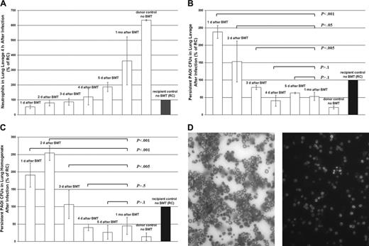 Figure 4. Recovery of innate immune protection from acute infection after BMT and how it relates to TE and BE. (A) This plot shows the mean number of E-GFP neutrophils (expressed as percentage of recipient control) in lung lavage samples from mice infected on days before and after tissue (TE) and blood (BE) engraftment and after BMT. Following a 4-hour period of acute infection, BAL fluid is collected, and the concentration of neutrophils present in BAL fluid samples is determined by using differential cytology (counting a total of 200 cells per slide). Mice infected 1 month after BMT experienced a significantly greater pulmonary recruitment of neutrophils following infection than all other groups of mice, including day 1 (P < .001), day 2 (P < .001), day 3 (P < .001), day 4 (P < .01), and day 5 (P < .005) after BMT. These results demonstrate that neutrophil levels recruited to a site of infection increase significantly from day to day as mice recover from BMT to resemble more and more the values found in their healthy donors (donor control, no BMT) than their own control values (recipient control, no BMT), before BMT treatment. Three to 10 mice were tested for days 1 through 5 after BMT and for 1 month after BMT. Mean ± SD was calculated. (B) This chart shows the mean bacterial survival (expressed as percentage of recipient control) in lung lavage samples from mice infected on days before and after tissue (TE) and blood (BE) engraftment and after BMT. Following a 4-hour period of acute infection, BAL fluid is analyzed for bacterial persistence. Serial 10-fold dilutions of BAL fluid are plated on LB agar plates. The number of viable CFUs of PAOI is determined after 24 hours of incubation at 37°C. Lung lavages taken from mice infected 1 month after BMT exhibited significantly greater bacterial killing than mice infected on day 1 (P < .001), day 2 (P < .05), and day 3 (P < .005) after BMT. However, mice similarly infected on day 4 or TE day (P > .1) and day 5 or after TE and before BE day (P > .1) had similar levels of bacterial killing as did mice infected 1 month after BMT. Additionally, lung lavages taken from mice infected on day 4 (TE day) exhibited significantly greater bacterial killing than mice infected on day 1(P < .001), day 2 (P < .05), and day 3 (P < .01). Three to 10 mice were tested for days 1 through 5 after BMT and for 1 month after BMT. Mean ± SD was calculated. (C) This plot shows the mean bacterial survival (expressed as percentage of recipient control) in lung homogenate samples from mice infected on different days before and after tissue (TE) and blood (BE) engraftment and after BMT. Following a 4-hour period of acute infection, lungs are collected and homogenized in 2 mL PBS using a tissue homogenizer (Brinkman Instruments). Serial 10-fold dilutions of lung homogenates are plated on LB agar plates. The number of viable CFUs of PAOI is determined after a 24-hour incubation at 37°C. The lavage results were confirmed by using the lung homogenates of the infected mice. No significant differences were observed between the amount of bacterial survival in the lungs of mice infected on day 4 (P > .5) or day 5 (P > .1) after BMT when compared with those of mice infected 1 month after BMT and long after blood confirmed engraftment. However, a significant decrease in bacterial persistence was observed in mice infected 1 month after BMT when compared with mice infectedonday1(P < .001), day2(P < .001), and day 3 (P < .005) after BMT. Three to 10 mice were tested for days 1 through 5 after BMT and for 1 month after BMT. Mean ± SD was calculated. (D) Light micrographs of lung lavage fluid cytospin preparations. These preparations were stained using the Wright-Giemsa method showing (left) neutrophils found in BAL fluid of a mouse infected 1 month after BMT and (right) a fluorescent micrograph of neutrophils found in BAL fluid of the same mouse. Original magnification, × 40.