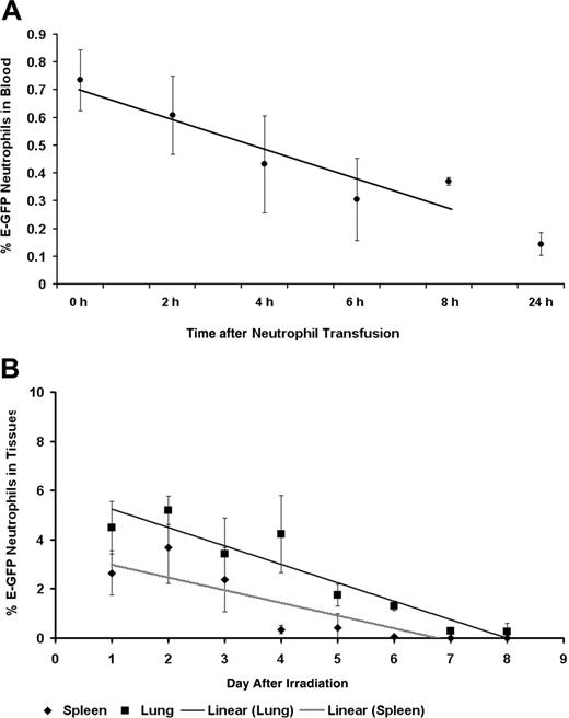 Figure 5. Neutrophil circulating and tissue half-life. (A) Neutrophil circulating half-life. This graph shows the mean percentage of E-GFP (percentage of total cells) neutrophils that remain in the circulation following their intravenous transfusion into SV129/black untreated, recipient mice. Flow cytometry was used to determine the percentage of E-GFP neutrophils present in the blood. From these findings we were able to calculate that the average half-life of a neutrophil is 8 hours long. Neutrophil t1/2 was calculated as previously described.16,17 Data are shown as mean ± SD (6-12 mice for each time point following transfusion). (B) Neutrophil tissue half-life. This graph shows the mean percentage of E-GFP (percentage of total cells) neutrophils that occupy the spleen and lung tissue compartments of E-GFP mice on days after irradiation and no BMT. Flow cytometry was used to determine the percentage of E-GFP neutrophils present in single-cell suspensions of the lungs, spleen, and oral cavity. Neutrophil tissue half-life was calculated as previously described and found to be, on average, 2 days and 6 days long for the spleen and lungs, respectively.16,17 Data are shown as mean ± SD (3-15 mice for each day after irradiation).