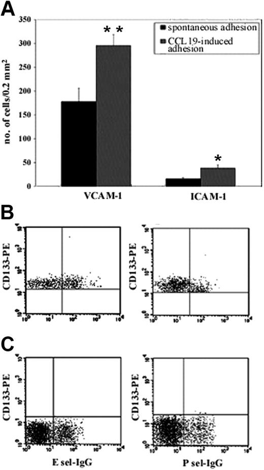 Figure 2. CD133+ cells express functional adhesion molecules and CCR7 receptor. We evaluated the functionality of adhesion molecules expressed by CD133+ cells with in vitro adhesion assays on their ligands, and we tested the effect of chemokines on this binding (A). Unstimulated CD133+ cells adhered to human VCAM-1 in vitro. This binding was improved by stimulation with CCR7 ligand MIP3β. Only a reduced number of cells adhered to human ICAM-1, and a chemokine response to stimulation led to increased cell adhesion. Adhesion was completely absent in uncoated wells and extremely low in wells coated with FCS (background adhesion). Results are expressed as mean ± SD of adherent cells per 0.2 mm2. The number of spontaneously adhered cells was compared with the number of cells that adhered after stimulation with CCL19 by using 2-tailed Student t test. *P < .01; **P < .001. The functionality of PSGL1 was evaluated with a cytofluorimetric assay; 40% of CD133+ cells were able to bind E-selectin, but only 10% were able to bind P-selectin (B). CD133- showed very low ability to bind E- and P-selectin (1.1% ± 0.3% and 1.9% ± 0.2%, respectively) (C).