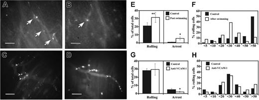 Figure 4. Intravital microscopy. Human circulating CD133+ cells injected in the dystrophic scid/mdx mice firmly adhered in dystrophic muscle vessels (A-D). To improve contrast between the intravascular and extravascular compartment, the animals were injected intravenously with low doses of FITC-dextran. Labeled cells (bright dots indicated by arrows) can be seen in muscle vessels a few minutes after intra-arterial injection under basal conditions (A-B). After muscle exercise, it was possible to observe significant improvement in the number of cells (white dots) that firmly adhered in venules of different diameters and apparently also in capillaries of scid/mdx mice (C-D). The behavior of fluorescently labeled CD133+ cells was studied under basal conditions and after swimming (E). Ten venules per 4 animals were studied under basal conditions, and 8 venules per 4 animals were studied after swimming. Data are expressed as mean ± SEM. Hemodynamic parameters (mean ± SD) are as follows: D = 46 ± 11 μm; Vm = 872 ± 42 μm/s; WSR = 157 ± 33 s-1; WSS = 3.9 ± 0.8 (dyn/cm2) in mice studied under basal conditions and D = 37 ± 13 μm; Vm = 810 ± 56 μm/s; WSR = 177 ± 44 s-1; WSS = 4.4 ± 0.9 (dyn/cm2) in mice studied after swimming. Velocity histograms were generated by measuring rolling velocity (F). Frequency distributions were calculated after cells were assigned to velocity classes from greater than 0 μm/s to 5 μm/s, 5-10 μm/s, 10-20 μm/s, and so on. To quantify the enhancement of rolling induced by overexpression of VCAM-1 by muscle vessels, we evaluated the behavior of CD133+ cells in the same animal on the same vessel in 2 steps: after exercise and after treatment with anti-VCAM-1. Cells were injected before anti-VCAM-1 mAb administration (G). Then mice received 100 μg mAb intravenously, and, after 10 minutes, we injected the same number of cells as for the control. Five venules were examined per 3 mice. Bars depict rolling and arrest fractions as percentages of control cells that rolled and arrested in the same venule. Data are expressed as the mean ± SEM. Groups were compared by using 2-tailed Student t test. Hemodynamic parameters (mean ± SD) were D = 28.7 ± 7 μm; Vm = 599 ± 177 μm/s; WSR = 174 ± 69 s-1; WSS = 4.3 ± 1.7 (dyn/cm2) during the injection of control cells and D = 28.7 ± 7 μm; Vm = 555 ± 87 μm/s; WSR = 161 ± 50 s-1; and WSS = 4 ± 1.2 (dyn/cm2) after injection of anti-VCAM-1 mAb. (H) Velocity histograms before mAb administration and after anti-VCAM-1 mAb injection were generated as in panel F. Scale bars represent 100 μm. *P < .01; **P < .04.