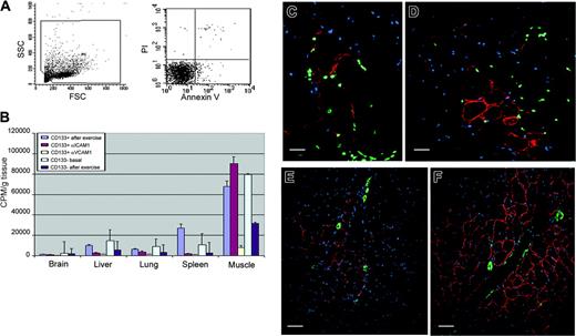 Figure 7. HMPAO-labeled CD133+ cells and measurement of the distribution of radioactivity by γ-counter in dystrophic injected mice. (A) Viability of radiolabeled cells. Flow cytometry analysis with PI and annexin V confirmed the 97% viability observed with trypan blue staining. (B) When we blocked the VCAM-1 molecule with the anti-VCAM-1 antibody, we obtained a significant decrease in radioactivity 12 hours after intra-arterial injection in the muscles and in the different organs, such as brain, lungs, kidneys, spleen, and liver, compared with values obtained from untreated scid/mdx mice. A decrement in radioactivity in organs of mice treated with anti-ICAM-1 was also detected, whereas in the muscle we registered a significant improvement in counts per minute per gram. Animals injected with CD133- cells used as control showed a decrement in the recruitment of intra-arterial injected cells after exercise (C-F). Human dystrophin expression 60 days after intra-arterial injection of human CD133+ stem cells is shown. Error bars indicate standard deviation. (C-D) Colocalization of the human dystrophin (red), human lamin A/C nuclei (green), and Hoechst (blue) demonstrated the formation of normal human myofibers in dystrophic muscles after transplantation of the human blood-derived CD133+ cells. The number of human dystrophin-positive myofibers in quadriceps of exercised mice (D, F) was higher than muscle of unexercised mice (C, E). Low magnification revealed mature human dystrophin muscle fibers (red) near αSMA-positive muscle arteries (green) after the intra-arterial transplantation of CD133+ stem cells into unexercised (E) and exercised (F) dystrophic scid/mdx mice. Scale bars represent 100 μm (C), 75 μm (D), and 50 μm (E-F).