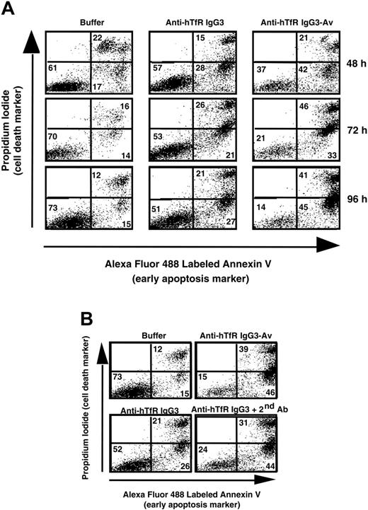 Figure 2. Anti-hTfR IgG3-Av induces apoptosis in ARH-77 cells. (A) Cells were incubated with 11 nM anti-hTfR IgG3 or anti-hTfR IgG3-Av for the indicated times. Cells were then washed, stained with annexin V-Alexa Fluor 488 and PI, and analyzed by flow cytometry. Data shown are representative of 3 independent experiments. (B) ARH-77 cells were treated with 1.2 nM anti-hTfR IgG3-Av, 3.7 nM anti-hTfR IgG3, or 3.7 nM anti-hTfR IgG3 cross-linked with a 5-fold excess of secondary Ab for 96 hours and analyzed by flow cytometry. The percentage of cells located in each quadrant is shown in the corner. Results are representative of 2 independent experiments.