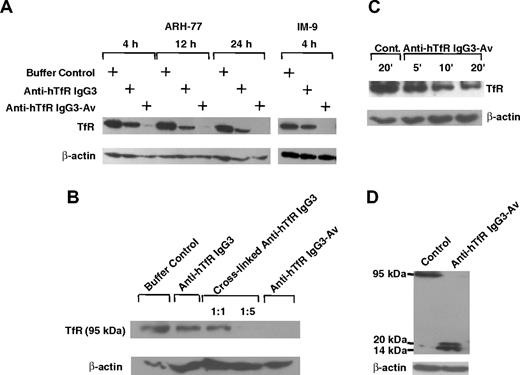 Figure 4. Anti-hTfR IgG3-Av induces the highest levels of intracellular degradation of the TfR. (A) ARH-77 and IM-9 cells were treated with buffer, 11 nM anti-hTfR IgG3, or 11 nM anti-hTfR IgG3-Av. ARH-77 was treated for 4, 12, and 24 hours, while IM-9 was treated for 4 hours. (B) ARH-77 cells were treated with buffer, 11 nM anti-hTfR IgG3, 11 nM anti-hTfR IgG3 cross-linked with secondary mAb in 1:1 or 1:5 ratios, or 11 nM anti-hTfR IgG3-Av for 8 hours. (C) ARH-77 cells were treated with buffer or 11 nM anti-hTfR IgG3-Av for 5, 10, and 20 minutes. (D) ARH-77 cells were treated with buffer or 11 nM anti-hTfR IgG3-Av for 4 hours. In all cases, cells were harvested, and whole-cell lysates were prepared and analyzed by immunoblotting with a murine mAb against the intracellular N-terminus of the human TfR followed by incubation with goat anti-mouse IgG-HRP conjugate. The blot was then stripped and reblotted with a murine anti-β-actin mAb. In panels A, B, and C, only the regions of the 95-kDa intact TfR and β-actin are shown. In panel D, the blot from 14 to 95 kDa is shown. These experiments were repeated at least twice with similar results.