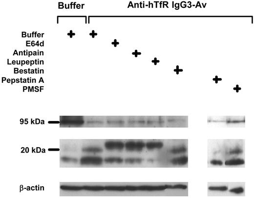 Figure 7. A papainlike cysteine protease is involved in the degradation of TfR induced by anti-hTfR IgG3-Av. ARH-77 cells preincubated with buffer, 250 μM E64d, 250 μM antipain, 250 μM leupeptin, 250 μM bestatin, 500 μM pepstatin A, or 500 μM PMSF for 1 hour were treated with buffer or 50 nM anti-hTfR IgG3-Av for an additional 4 hours before being harvested. Cell lysates were analyzed by immunoblotting with a murine mAb against the intracellular N-terminus of the human TfR followed by incubation with goat anti-mouse IgG-HRP. The blot was then stripped and reblotted with a murine anti-β-actin mAb. The regions of the 95-kDa intact TfR, 16- to 23-kDa TfR fragments, and β-actin are shown. Except for the PMSF data, these experiments were repeated at least once with similar results.
