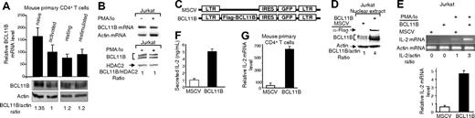 Figure 1. BCL11B up-regulates the levels of IL-2 mRNA in transformed and primary CD4+ T lymphocytes. (A, top) Expression of BCL11B evaluated by qRT-PCR in primary CD4+ T cells in the following conditions: freshly isolated (naive), stimulated for 24 hours with anti-CD3/anti-CD28 (activated), rested for 72 hours following the anti-CD3/anti-CD28 treatment (resting), or rested and restimulated with 50 ng/mL PMA and 1 μM ionomycin for 4 hours (restimulated). The relative abundance of BCL11B message was normalized to actin and calculated as described in “Reverse transcription and real-time PCR—quantitative RT-PCR (qRT-PCR).” (Bottom) Western blot analysis of BCL11B in primary CD4+ T cells treated in the conditions shown in the top panel; BCL11B levels were quantified by densitometric analysis and normalized to actin. (B) BCL11B expression evaluated by RT-PCR (top) and Western blot analysis (bottom) in Jurkat cells grown in the presence or absence of PMA (50 ng/mL) and ionomycin (1 μM) for 4 hours. BCL11B levels were quantified by densitometric analysis and normalized to HDAC2. (C) Schematic representation of the MSCV and MSCV-BCL11B retroviral constructs. LTR represents long terminal repeat; IRES, internal ribosomal entry site. (D) Western blot analysis demonstrating expression of Flag-BCL11B in retrovirally transduced Jurkat cells. (E) Levels of IL-2 mRNA evaluated by RT-PCR (top) and qRT-PCR (bottom) before (bottom) and after (both subpanels) treatment for 4 hours with PMA/ionomycin in MSCV and MSCV-BCL11B Jurkat cells. (F) Secretion of IL-2 determined by ELISA in media from MSCV and MSCV-BCL11B Jurkat cells after treatment with PMA/ionomycin for 16 hours. (G) Levels of IL-2 mRNA in MSCV and MSCV-BCL11B primary mouse CD4+ T cells after retroviral transduction and sorting of populations of GFP-positive cells. Cells were stimulated with PMA/ionomycin for 5 hours and the levels of IL-2 message were evaluated by qRT-PCR. The relative abundance of IL-2 message was normalized to actin and calculated as described in “Reverse transcription and real-time PCR—quantitative RT-PCR (qRT-PCR).” Three to 5 experiments were conducted, and the quantifications represent means ± SD.