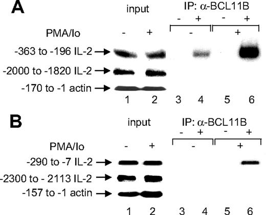 Figure 3. Endogenous BCL11B associates with the IL-2 promoter in Jurkat and primary CD4+ T cells. Immunoprecipitation (IP) of chromatin from Jurkat cells (A) or primary CD4+ T cells (B) stimulated with PMA/ionomycin (lanes 5 and 6) or no stimulation (lanes 3 and 4) using anti-BCL11B (lanes 4 and 6) or nonspecific (lanes 3 and 5) antibodies. Eluted DNA was analyzed by PCR using human (A) or mouse (B) IL-2 promoter-specific primers or actin promoter primers covering the indicated regions. In each case, lanes 1 and 2 represent input from untreated and treated cells, respectively.