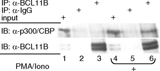 Figure 7. BCL11B associates with the p300 coactivator in activated Jurkat cells. Immunoprecipitation (IP) with anti-BCL11B (lanes 3 and 6) or nonspecific (lanes 2 and 5) antibodies and Western blot (IB) analysis with anti-p300 and anti-BCL11B antibodies. Nuclear extracts were prepared from Jurkat cells treated (lanes 4-6) or not (lanes 1-3) with PMA/ionomycin. Lanes 1 and 4 represent input.