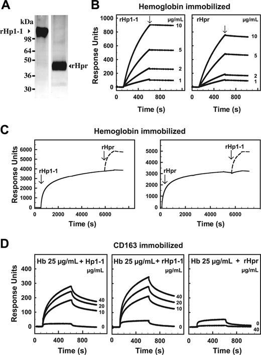 Figure 1. Identification of recombinant Hpr as a hemoglobin-binding protein by hemoglobin-affinity chromatography and SPR analyses. (A) Silver-stained SDS-polyacrylamide gels of hemoglobin affinity-purified recombinant human Hp (phenotype 1-1, rHp1-1) and Hpr (rHpr). (B) SPR analysis of the binding of a range of concentrations of rHp1-1 and rHpr to immobilized hemoglobin A0 (Kd calculated to 2.3 nM and 13 nM, respectively). The slow dissociation (arrows, Kd < 2 × 10-4 s-1) indicates an almost irreversible binding. The concentration of rHp1-1 and rHpr is shown to the right of each curve. (C) SPR analysis of binding of rHpr or rHp1-1 to hemoglobin A0 in the presence of rHp1-1 and rHpr, respectively. The curves (solid lines) show binding of rHp1-1 (left panel) or rHpr (right panel) to the hemoglobin chip and subsequent binding of rHpr (arrow, left panel) and rHp1-1 (arrow, right panel). The dashed lines are transposed curves (from an identical chip), showing binding to the chip without prebound rHp1-1/rHpr, that is, the expected binding in the absence of competitive inhibitor. (D) SPR analysis of the binding of hemoglobin A0 (Hb), complexed with plasma-derived Hp1-1, recombinant rHp1-1, or rHpr, to immobilized CD163. The concentration of Hp1-1, rHp1-1, and rHpr is shown to the right of each curve.