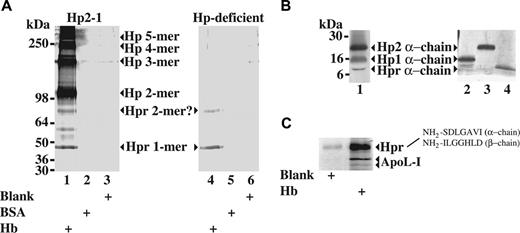 Figure 2. Identification of plasma Hpr as a hemoglobin-interacting protein by hemoglobin-affinity precipitation. (A) Immunoblot with an anti-Hp antibody (recognizing both Hp and Hpr) of proteins eluted from hemoglobin-coupled Sepharose (Hb), BSA-coupled Sepharose (BSA), or underivatized Sepharose (blank) after incubation with serum from a person (Hp phenotype 2-1) with a normal Hp level (0.9 g/L) and from a patient with Hp-deficient sickle cell disease. (B) Immunoblotting (reducing 12%-15% SDS-PAGE) of the hemoglobin-binding serum proteins from a person with the Hp phenotype 2-1 (same material as shown in Figure 2A) to identify the different α-chains of the Hp1, Hp2, and Hpr proteins. Lanes 2, 3, and 4 show silver-stained reducing (12%-15% gradient) SDS-polyacrylamide gel of Hp1-1 purified from human plasma, Hp2-2 purified from human plasma, and purified recombinant Hpr, respectively, demonstrating the distinct migration patterns of the Hp1, Hp2, and Hpr α-chains. The identity of the bands from the purified proteins was verified by mass spectrometry (data not shown). (C) Silver-stained (8%-16% gradient) SDS-polyacrylamide gel of proteins from normal human serum bound to hemoglobin-coupled Sepharose or underivatized Sepharose. The identity of the protein bands representing apoL-I and Hpr was determined by mass spectrometry and amino-terminal sequencing (as indicated).