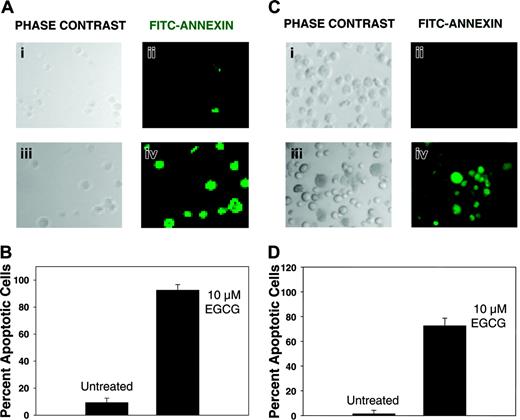 Figure 2. Apoptosis following EGCG treatment of myeloma cells. Myeloma cells were treated with 10 μM EGCG for 72 hours and analyzed for apoptosis using annexin V-biotin apoptosis detection kit. Cells were sequentially treated with annexin V-biotin and FITC-streptavidin. FITC-streptavidin-labeled apoptotic cells within the same microscopic field were viewed and photographed by phase contrast (PC) or by fluorescence emitted at 518 nm (FITC filter). Using the FITC filter, apoptotic cells appear bright green. (A) INA6 myeloma cells, untreated (i-ii) or treated with EGCG (iii-iv). (B) Bar graph shows percent apoptotic cells in control or EGCG-treated INA6 cells. (C) ARP myeloma cells, untreated (i-ii) or treated with EGCG (iii-iv). (D) Bar graph shows percent apoptotic cells in control or EGCG-treated ARP cells. (B, D) Error bars indicate SEM of percentage of apoptotic cells in 5 distinct microscopic fields.