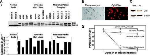 Figure 3. Role of LR1 in EGCG-induced myeloma cell death. (A) Elevated levels of LR1 (67 kDa) protein in myeloma cells. (Ai) Protein levels of LR1 were evaluated in 2 samples of normal PBMCs, 9 myeloma cell lines, and 5 myeloma patient samples, using a monoclonal antibody specific for LR; (ii) bar graph shows expression of LR1 protein, normalized to GAPDH levels, in normal and myeloma cells. (B-C) INA6 myeloma cells were cotransfected with Cy3-labeled nontargeting control (cont) and laminin receptor 1 (LR1) siRNAs. (B) Transfected cells were incubated for 72 hours and uptake of siRNA was monitored by a fluorescence microscope equipped with a Cy3 filter. (C) INA6 cells were transfected as described for panel B and LR1 protein level was determined by Western blot analysis. (D) EGCG induced myeloma cell death. INA6 myeloma cells were transfected with control siRNAs or siRNAs directed against LR1, and 24 hours later treated with 10 μM EGCG. Cell viability was determined on alternate days. Error bars indicate SEM of 3 independent experiments.