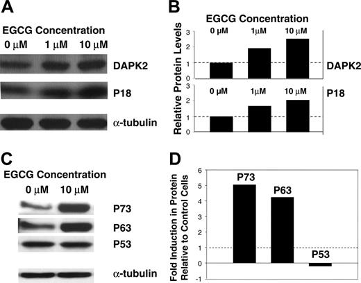 Figure 6. The effect of EGCG on protein expression in INA6 myeloma cells. Equal amounts of protein were fractionated on SDS-polyacrylamide gels and electroblotted onto nitrocellulose membranes. The membranes were sequentially treated with primary antibodies and HRP-conjugated secondary antibodies, and the proteins were detected using an enhanced chemiluminescence. The same blots were then stripped and incubated with a monoclonal antibody for α-tubulin. Signal intensity of each band was quantitated and the amount of each protein was normalized to that of α-tubulin. (A) Expression of DAPK2 and p18 proteins in INA6 cells, untreated or treated with 1 μM and 10 μM EGCG for 24 hours. (B) Bar graph shows relative expression of DAPK2 and p18 proteins, following normalization with corresponding α-tubulin levels. (C) Expression of p53 family of proteins (p53, p63, p73) in INA6 cells, untreated or treated with 10 μM EGCG for 24 hours. (D) Bar graph shows fold induction of p53 family members, following normalization with corresponding α-tubulin levels.