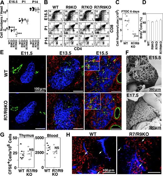 Figure 3. Postvascular thymus colonization in CCR7/CCR9-deficient mice. (A) Numbers of thymocytes from indicated mice at E16.5, postnatal day 1 (P1), and P14 are plotted. (B) Two-color flow cytometry analysis of indicated thymocytes for CD4 and CD8. Numbers indicate the frequency of cells in each quadrant. (C) E14.5 fetal thymus lobes were organ-cultured, and thymocyte numbers were measured at day 6 of culture. (D) BrdU was pulsed for 2 hours to pregnant mice carrying E16.5 embryos, and the frequency (means ± SE) of BrdU-incorporated embryonic thymocytes was measured by flow cytometry. (E) Frozen sections of indicated embryos were 3-color stained for endothelial CD31 (green, Alexa 568), mesenchymal ER-TR7 (red, Alexa 633), and keratin (blue, FITC). Higher magnification of the vasculatures is shown in the insets. (F) Scanning electron microscopy images of the vascular architecture in normal mouse embryos at the indicated gestational age. Embryos were intravenously microinjected with resin, and the tissues were digested, as described in “Materials and methods.” (G, H) Equal numbers of lineage-negative bone marrow cells from indicated mice were labeled with CFSE and intravenously administered into adult wild-type mice. On day 2 after the administration, the number of CFSE+ cells in thymocytes and blood leukocytes was measured by flow cytometry (panel G), and frozen sections of the thymus were analyzed for migrated CFSE+ cells (green), CD31+ endothelial cells (blue, Alexa 568), and ER-TR5+ medullary thymic epithelial cells (red, Alexa 633) (panel H). *P < .05; ***P < .001; NS, not significant.