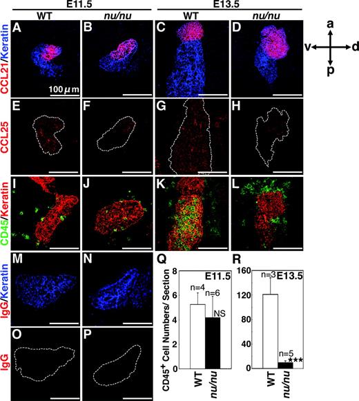 Figure 4. Chemokine expression and fetal thymus colonization in Foxn1-deficient mice. Sagittal sections of frozen embryos from indicated mice of BALB/c background were 2-color stained for CCL21 (Alexa 633, red) and keratin (FITC, blue) (A-D), CCL25 (Alexa 633, red) and keratin (areas surrounded by dashed lines indicate keratin-positive areas) (E-H), or CD45 (Alexa 633, green) and keratin (FITC, red) (I-L). Control IgG staining shows the specificity of CCL21 and CCL25 signals (M-P). Anterior-posterior (a-p) and dorsal-ventral (d-v) orientation of the images is indicated. The means plus or minus standard errors of the numbers of CD45+ cells in and attached to the third pharyngeal pouch region that contains the thymic primordium are shown in panels Q and R. ***P < .001; NS, not significant.