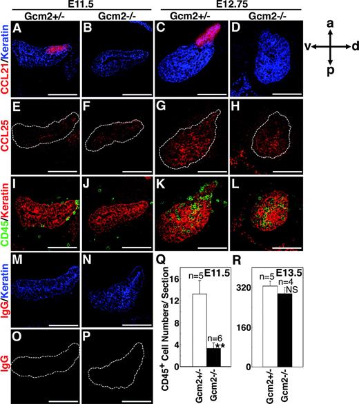 Figure 5. Chemokine expression and fetal thymus colonization in Gcm2-deficient mice. Sagittal sections of frozen embryos from indicated mice were analyzed as in Figure 4. **P < .005; NS, not significant. Scale bars indicate 100 μm.