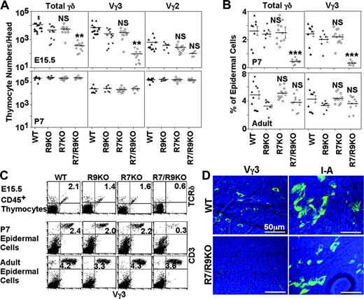 Figure 7. Generation of Vγ3+ T cells in the thymus and skin of CCR7/CCR9-deficient mice. (A) E15.5 fetal thymocytes (top panels) and 7-day-old newborn thymocytes (P7, bottom panels) isolated from indicated mice were stained for CD45 and either one of TCR-Cδ (for total γδ), Vγ3, or Vγ2. Cell number of indicated population was calculated from total viable thymocyte number and the frequency of that population. Symbols indicate the number of indicated thymocyte populations in individual mice, and bars indicate their means. (B) Epidermal cells isolated from abdomen skin of 7-day-old (P7) newborn mice or ear skin of 7- to 9-week-old adult mice were stained for TCR-Cδ or Vγ3. Symbols indicate the frequency of indicated cell populations within the total viable epidermal cells, and bars indicate means plus or minus standard errors. (C) Representative flow cytometry profiles of indicated thymocytes and epidermal cells are shown. Numbers in the dot plots indicate the frequency of cells within the quadrant. (D) Representative immunofluorescence images of 7-day-old epidermal sheets of Vγ3+ T cells or I-A+ Langerhans cells were visualized (FITC signals in green) in epidermal sheets (background signals in blue) from indicated mice. Images were obtained using a 63 ×/1.40-0.60 oil objective. **P < .005; ***P < .001; NS, not significant.