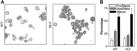 Figure 2. G-CSF-induced granulocytic differentiation of primary myeloid progenitors. WT and HLF Lin- bone marrow cells were cultured for 7 days in the presence of G-CSF and kit ligand. (A) Representative Wright-Giemsa stains of cytospin preparations from cells on day 7 of culture. (B) Pooled results from 3 independent experiments of manual leukocyte differentials performed on cells on day 7 of culture. Pro indicates promyelocytes; Myle, myelocytes; Meta, meta-myelocytes; Mature, segmented, ring, and band neutrophils. Data represent the mean ± SEM. All images were obtained using a Nikon Eclipse E600 microscope equipped with a Nikon Plan Apo 100×/1.40 numeric aperture oil objective (Nikon USA, Melville, NY). The microscope was equipped with a Sony DXC S500 digital camera (Sony Electronics, Park Ridge, NJ), and images were captured using Kodak Imaging for Windows software (Eastman Software, Billerica, MA).