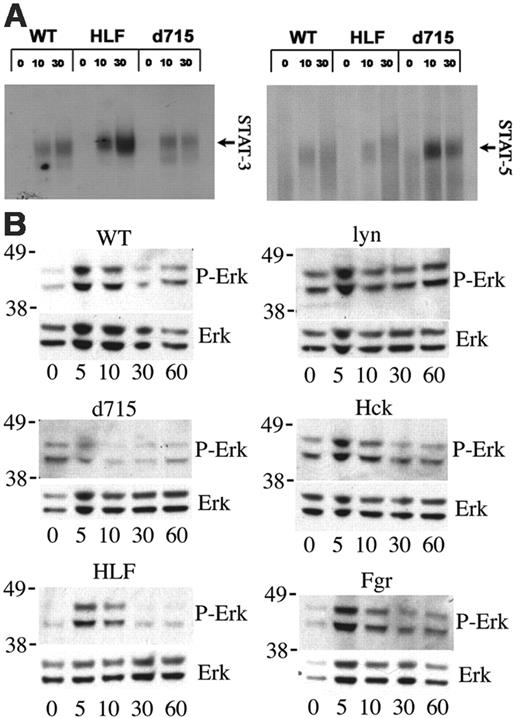 Figure 7. STAT and Erk activation. (A) Bone marrow cells were stimulated with G-CSF (100 ng/mL) for the indicated time (in minutes) and EMSA assays performed with oligonucleotide probes specific for STAT-3 (left panel) and STAT-5 (right panel). The identity of the complexes was confirmed by supershifting with appropriate antibodies (data not shown). (B) c-Kit+ Lin- cells were isolated from the bone marrow and cultured for 5 days in the presence of kit ligand and G-CSF to generate a cell population enriched in granulocytic precursors. After starvation for 4 hours in cytokine-free media, the cells were stimulated with G-CSF (100 ng/mL) for the indicated time (in minutes) and Western blot assays performed to measure phosphorylated Erk (P-Erk) or total Erk (Erk) protein. Molecular weight markers (in kDa) are shown at the left of each blot. Data are representative of 3 independent experiments.