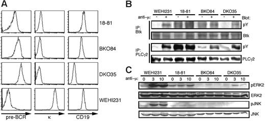 Figure 1. Characterization of novel pre-B-cell lines generated from BASH-deficient mice. (A) Flow cytometric analysis of the receptor expression on the indicated cell lines. Cells were stained for pre-BCR (left), κ chain (middle), and CD19 (right). (B) The indicated cell lines were stimulated (+) or not (-) with goat anti-mouse μH chain antibody, F(ab′)2 fragment (anti-μ, 10 μg/mL) for 1 minute. Cell lysates were subjected to immunoprecipitation (IP) with anti-Btk or anti-PLCγ2 antibody, and the precipitates were subjected to Western blot analysis using antiphosphotyrosine antibody (pY). The same filters were reprobed with anti-Btk or anti-PLCγ2 antibody as indicated to confirm the protein load. (C) The indicated cell lines were stimulated with anti-μ (10 μg/mL) for 0, 3, and 10 minutes. Cell lysates were subjected to Western blot analysis using antiphospho-ERK2 (pERK2) and antiphospho-JNK (pJNK) antibodies. The same filters were reprobed with anti-ERK2 and anti-JNK antibodies.