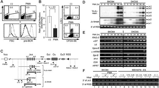 Figure 2. PMA induces κ germline transcription and gene rearrangement in the pre-B-cell lines. (A) BKO84 cells were cultured with PMA (10 ng/mL) or solvent alone (-) for 2 days and then stained simultaneously for κ and λ chains and pre-BCR and analyzed by flow cytometry for the expression of κ and λ chains (top). Numbers indicate percentages of the total live cells gated by light scatters. The dose-response analysis showed that the induction of κ-positive cells reached plateau with 1 ng/mL PMA (data not shown). Also shown are the forward scatter (FSC) profile (lower left) and the pre-BCR expression (lower right) of untreated (dotted line) and PMA-treated (thick line) cells. (B) (Left) BKO84 cells were cultured with PMA (10 ng/mL) or solvent alone (-) for 2 days, and then the number of live cells was counted by trypan blue dye exclusion. Bar graph shows the mean ratio (± SD) of the cell number on day 0 to that on day 2 in 10 independent experiments. *Determined by Student unpaired t test. (Right) BKO84 cells were labeled with CFDA-SE, cultured with PMA (10 ng/mL) or solvent alone (-) for 60 hours, and then stained for κ and λ chain and analyzed by flow cytometry. Numbers indicate percentages of the total live cells gated by light scatters. (C) Schematic representation of Ig κ gene locus (top), an example of the rearranged locus (middle), and an example of aJκ-associated break ligated with the linker (bottom), with relative positions of the primers and the probes used in this study. Eκi and Eκ3′ indicate κ intronic and 3′ enhancers, respectively. (D) Purified genomic DNA from indicated cell lines treated with PMA for the indicated time (in hours) was analyzed for κ gene rearrangements by PCR (top) and for Jκ-associated DNA double strand breaks by LM-PCR (middle) followed by Southern blot hybridization. Primers and probes indicated in panel C were used for these assays. The estimated locations of the amplified bands corresponding to each VκJκ rearrangement (top) or each linker-ligated Jκ break (middle) are indicated on the right of the panels. The amount of genomic DNA used for these assays was monitored by PCR amplifying the 3′ region of RSS that is not compromised after the κ gene rearrangements. (E) Reverse transcriptase-PCR analyses of the indicated transcripts and mRNA. The PCR products were analyzed by agarose gel electrophoresis followed by EtBr staining. (F) BKO84 cells were cultured with PMA for 2 days, then sorted for κ positivity (κ+) or κ negativity (κ-) or cultured without PMA (-). Genomic DNAs from these fractions, or DNAs from WEHI279 and ES cells mixed at the indicated ratio, were treated with (+) or without (-) HhaI, together with EcoRI, and subjected to PCR with primers HhaI-5′ and HhaI-3′ indicated at the top of panel C. The amount of genomic DNA used for this assay was monitored as in the bottom of panel D.