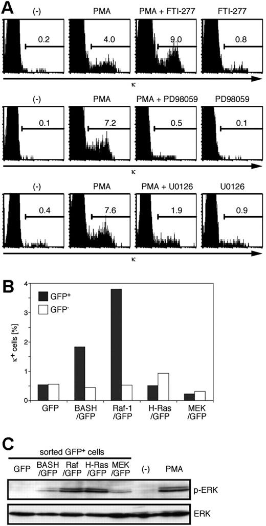 Figure 5. Activation of Raf-1, but not H-Ras or MEK, induces κ chain expression in the pre-B-cell lines. (A) BKO84 cells were cultured for 2 days with PMA, FTI-277, PD98059, and U0126, alone or in combination, or solvent alone (-), as indicated, and analyzed for the expression of κ chain by flow cytometry. The number in each histogram indicates the percentage of total live cells. (B) BKO84 cells 4 days after infection with the indicated retroviral vectors were analyzed for the expression of κ chain by flow cytometry. The bar graph indicates the frequency of κ-positive cells among GFP-positive (▪) or GFP-negative (□) cells. (C) BKO84 cells 2 days after infection (as in panel B) were sorted for GFP-positive cells. The whole-cell lysates of the sorted GFP-positive cells or the cells treated with PMA (100 ng/mL) for 5 minutes as a positive control were subjected to Western blot analysis using antiphospho-ERK2 (top lane) or anti-ERK2 (bottom lane).