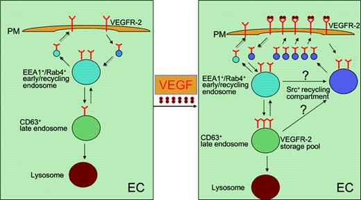 Recycling and intracellular trafficking of VEGFR-2. In unstimulated endothelial cells (ECs), a significant proportion of VEGFR-2 is located in the EEA1+/Rab4+ early/recycling endosomes. From this compartment, VEGFR-2 molecules could be recycled to the cell surface. Alternatively, a small portion of the receptor molecules could be transported to the CD63+ late endosomes and eventually degraded in lyosomes. Upon VEGF stimulation, the VEGFR-2+ vesicles stored in the EEA1+/Rab4+ early/recycling endosomes are redistributed to the cell surface through the Src+ recycling compartment and accumulated just beneath the plasma membrane (PM). VEGF stimulation also increases the distribution of VEGFR-2 in the late endosome compartment, where most of the receptor molecules are stored without further degradation.