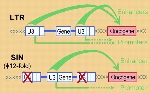 A typical retrovirus vector (in blue) can activate a cellular oncogene (in red) through either the enhancers (top arrows) or promoters (bottom arrows) present in the U3 regions of the virus long terminal repeats (LTRs). Generation of a self-inactivating (SIN) vector by deletion of the U3 regions in the vector LTRs and inclusion of an internal enhancer/promoter (the U3 region in this case) should reduce, but not eliminate, these potential interactions. Modlich and colleagues show that these changes reduce the rate of vector-mediated transformation by approximately 12-fold (based on the replating efficiencies of transduced bone marrow). Note that enhancers can also activate oncogenes in the 5′ direction (not shown).