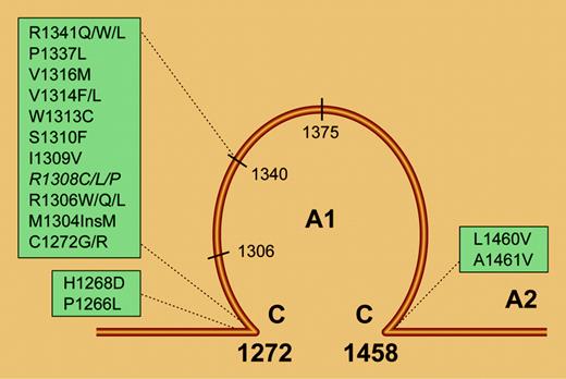Summary of the main mutations associated with type 2B VWD. Note that they are all included within the VWF A1 domain. Illustration by Frank Forney.